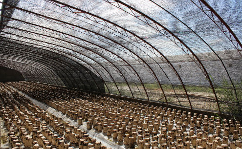 吉安市青原区子平食用菌种植专业合作社