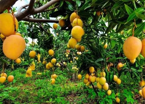 贵州芒果主要病虫害绿色高效防控技术应用与示范