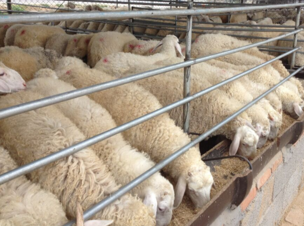 甘肃省景泰县常顺养殖专业合作社