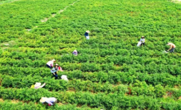 衡南县碧峰有机枣业禽畜产销专业合作社