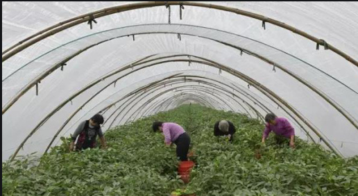 河南荥阳新田地种植专业合作社