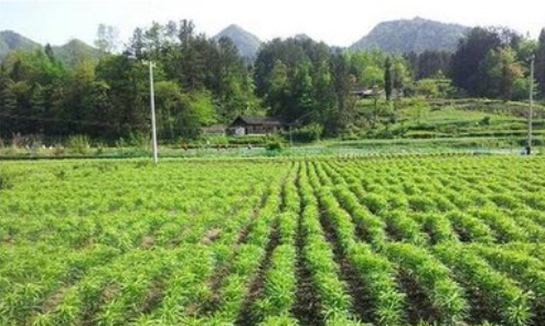 大庆市大同区拓发中药材种植专业合作社