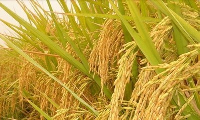 江西都昌县金稻家庭农场