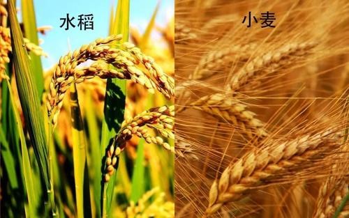 河南省封丘县绿源家庭农场
