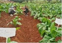 新型生物有机肥产业技术团队