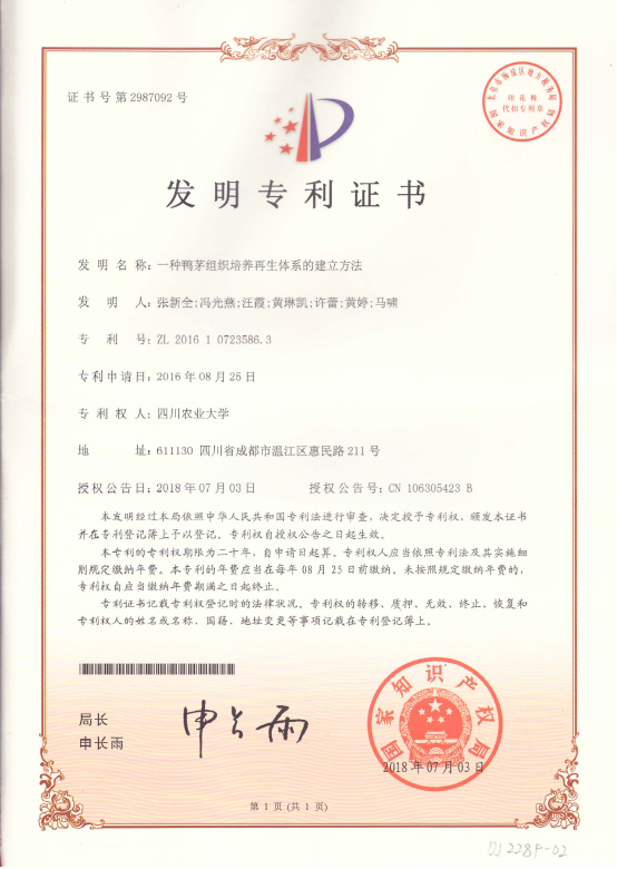 一种鸭茅组织培养再生体系的建立方法