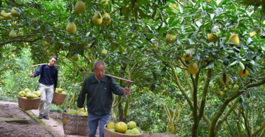 广安市广安区龙安乡