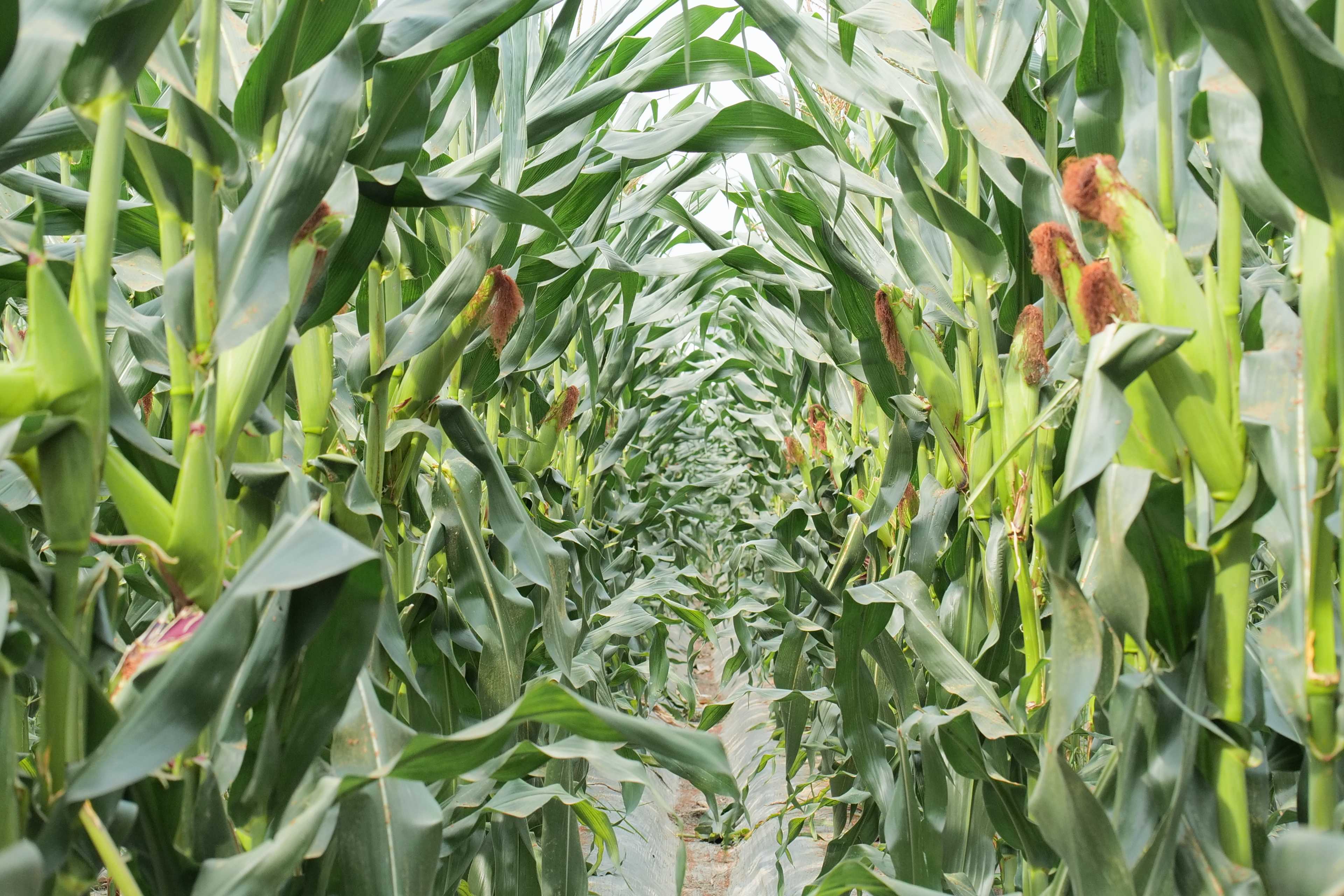 科技赋能&ldquo;甜&rdquo;出乡村振兴新高度 &mdash;&mdash; 川农牛&middot;黑甜玉的创新之路