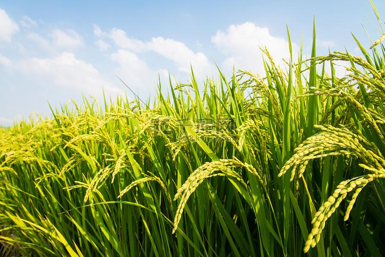 水稻绿色高质高效种植技术