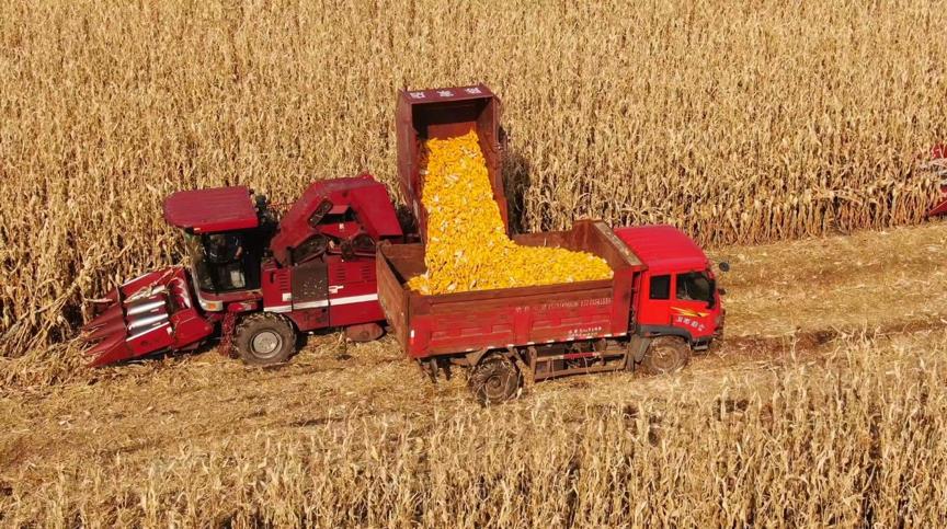 大豆玉米带状复合种植技术