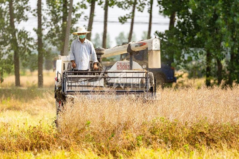 油菜机械化绿色高效种植技术