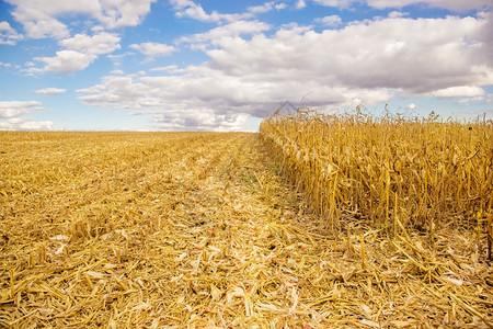 玉米秸秆归垄沟播抗旱艺机一体化技术