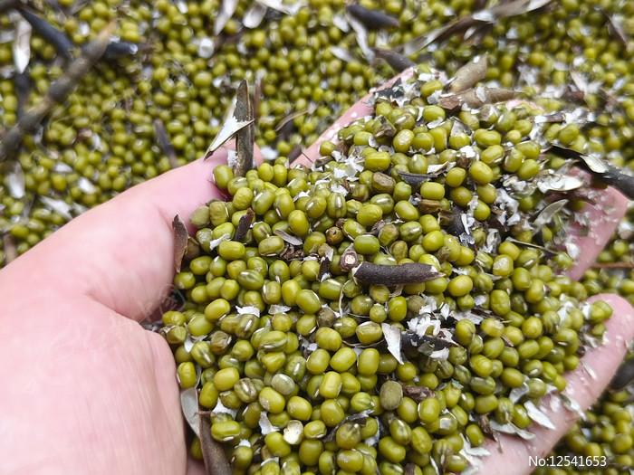 绿豆节本增效种植技术