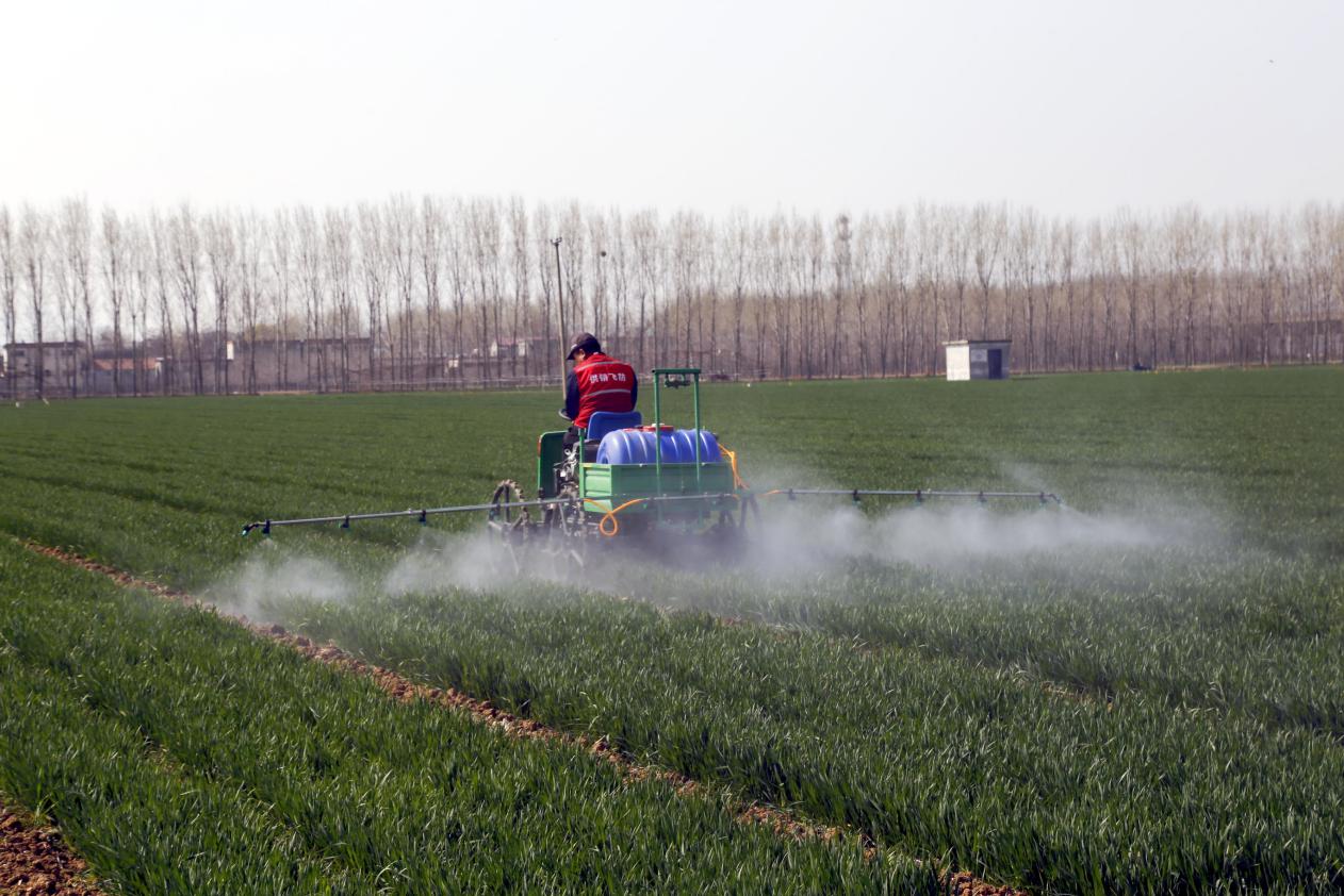 小麦中后期绿色防病延衰增效技术