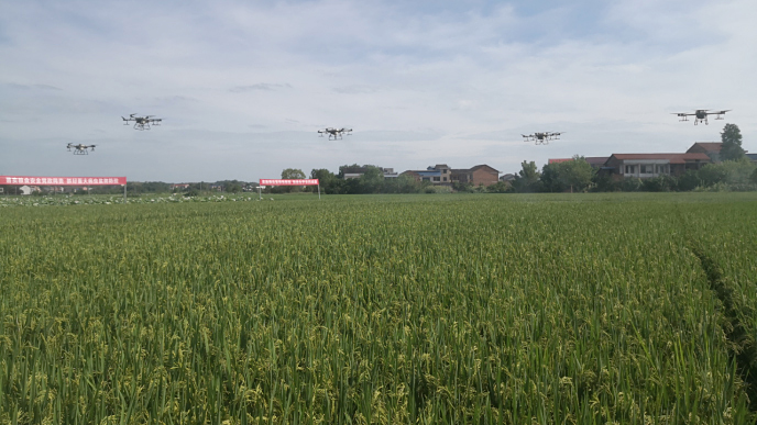 中稻主要病虫害全程绿色防控技术