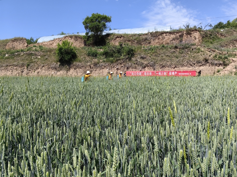 小麦绿色防灾减灾技术