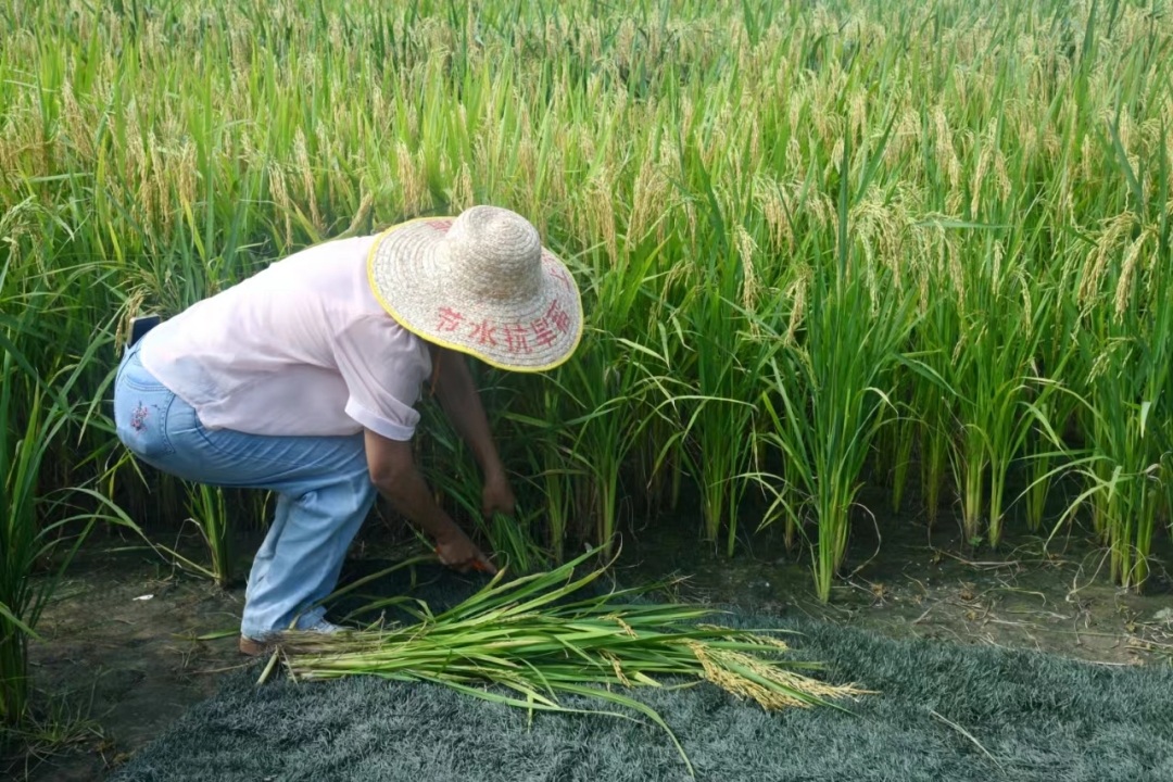 节水抗旱稻&ldquo;三节一增&rdquo;栽培技术