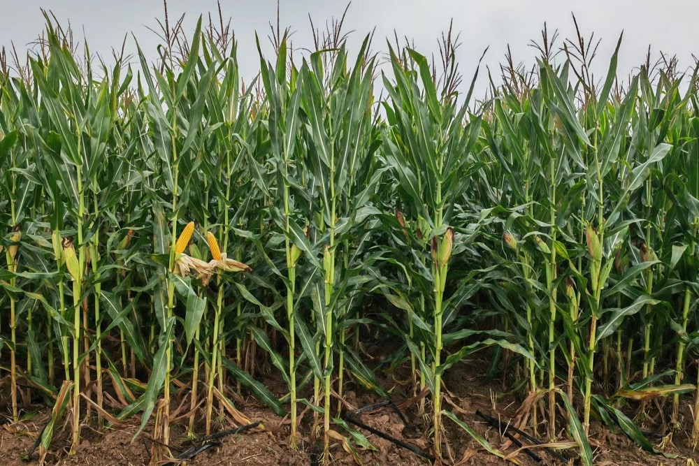 夏玉米绿色抗逆生产技术