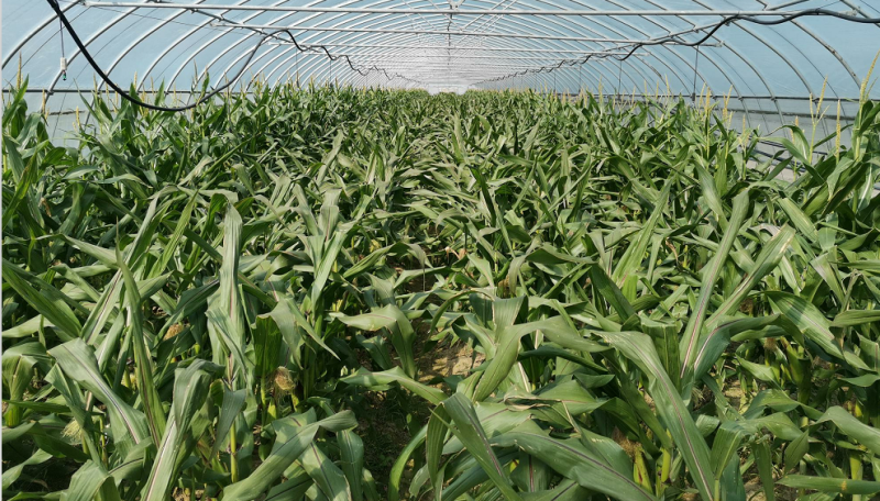加工专用型鲜食玉米绿色高效生产技术