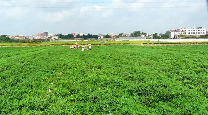 夏播花生减肥减药增效技术