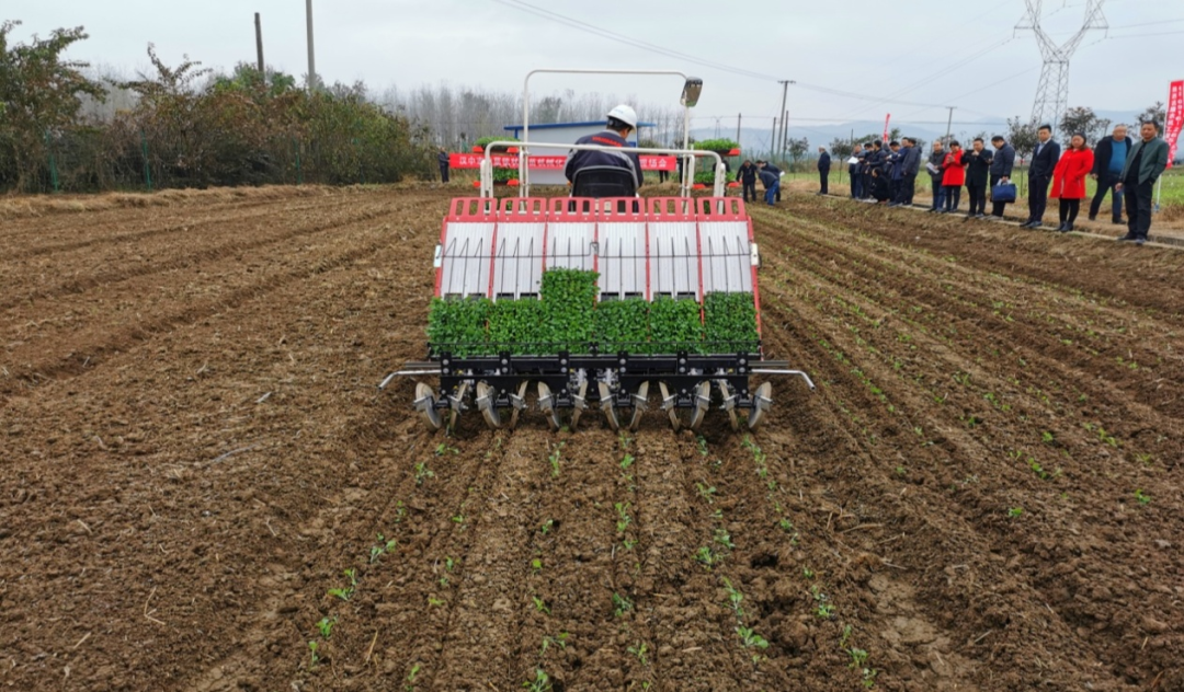 油菜毯状苗机械化育苗移栽技术