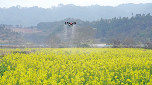 油菜无人机播种及田间管理高效种植技术