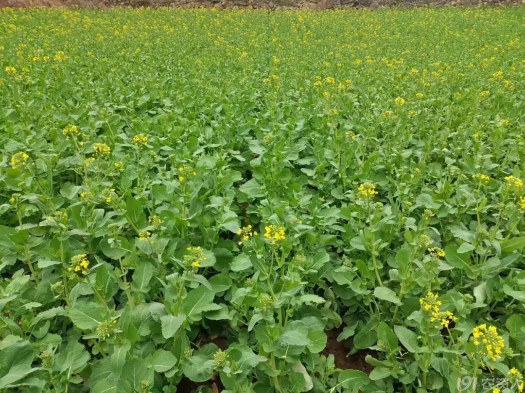 油菜根肿病综合防控关键技术