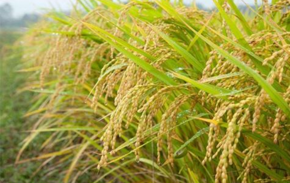 杂交水稻优质丰产高效栽培技术