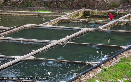 贵州鲟鱼流水优质生态养殖技术模式