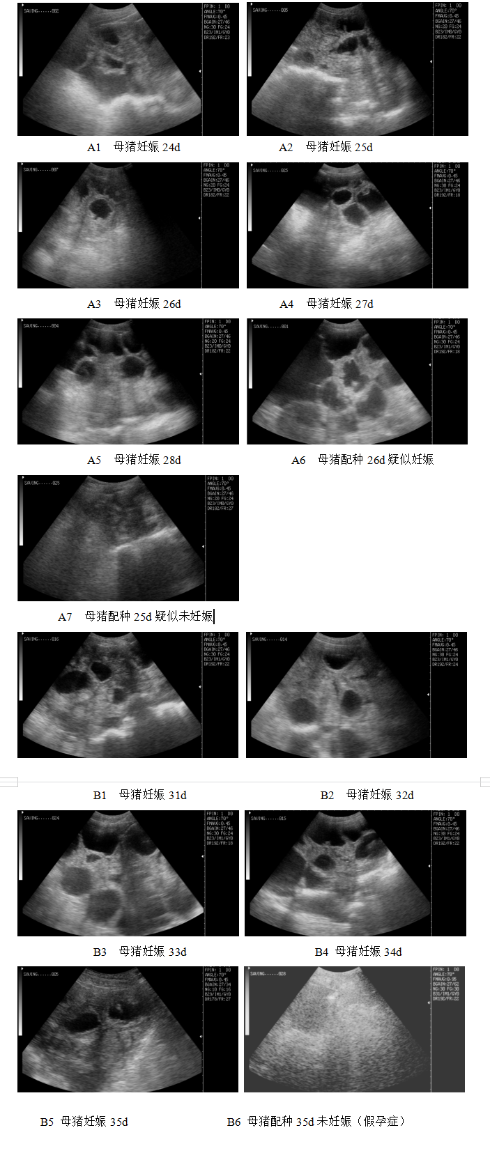 母猪早期妊娠诊断B型超声波法