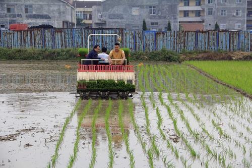 水稻机械化种植技术集成与示范
