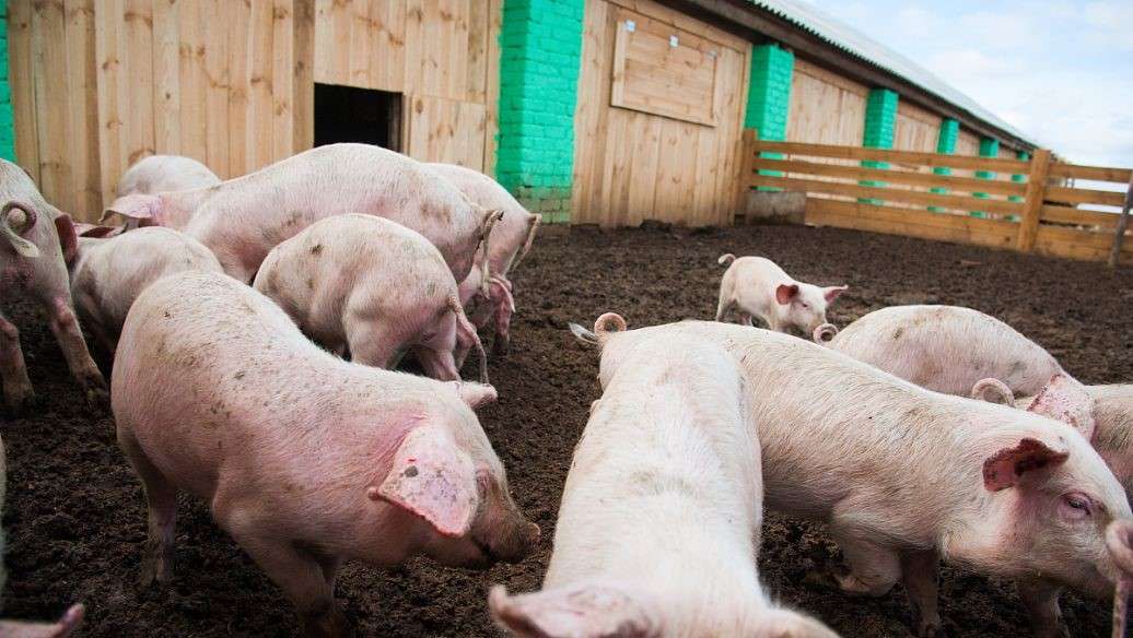 特色猪生态养殖技术