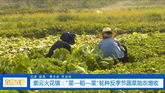 贵州低热河谷地区“菜-稻-菜”高效种植技术模式