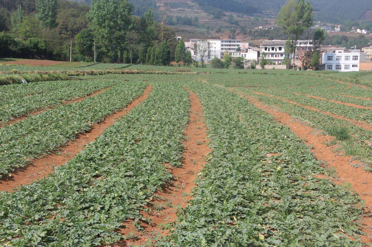 高海拔地区“春大白菜—夏秋甘蓝—秋冬萝卜”一年三季高效种植技术