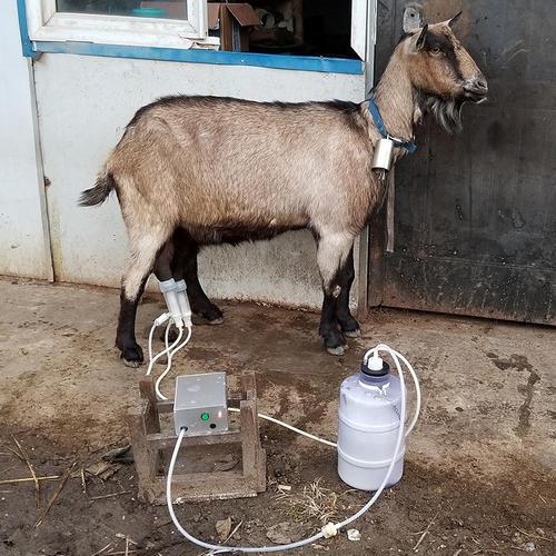 奶山羊机器挤奶技术