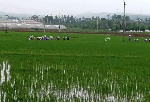 水稻全生育期病虫害绿色防控技术集成应用