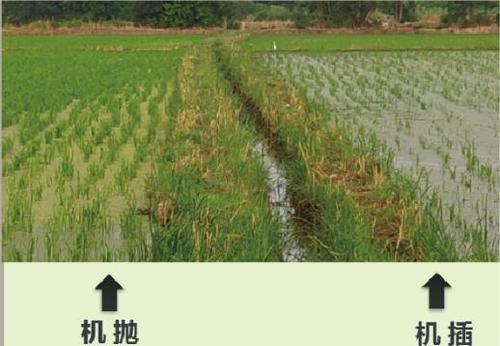 水稻机插/有序机抛秧优质丰产绿色增效技术