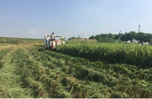 “水稻一种两收”全程机械化丰产优质高效栽培技术