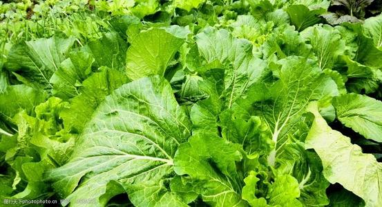 绿叶蔬菜肥药双减绿色高效生产技术