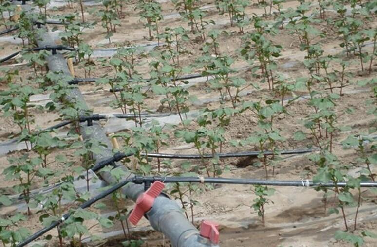 冬早大棚辣椒膜下滴灌节本增效“三角”种植技术