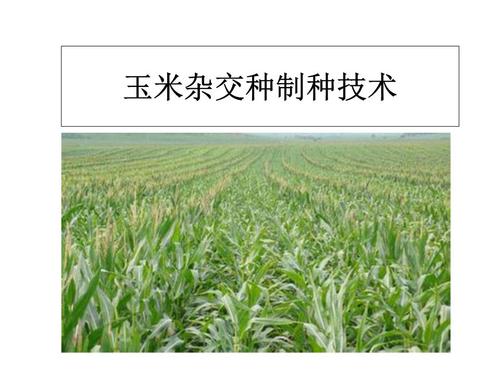杂交玉米制种生产技术