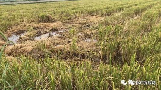 中稻茬油菜化肥农药减施增效技术