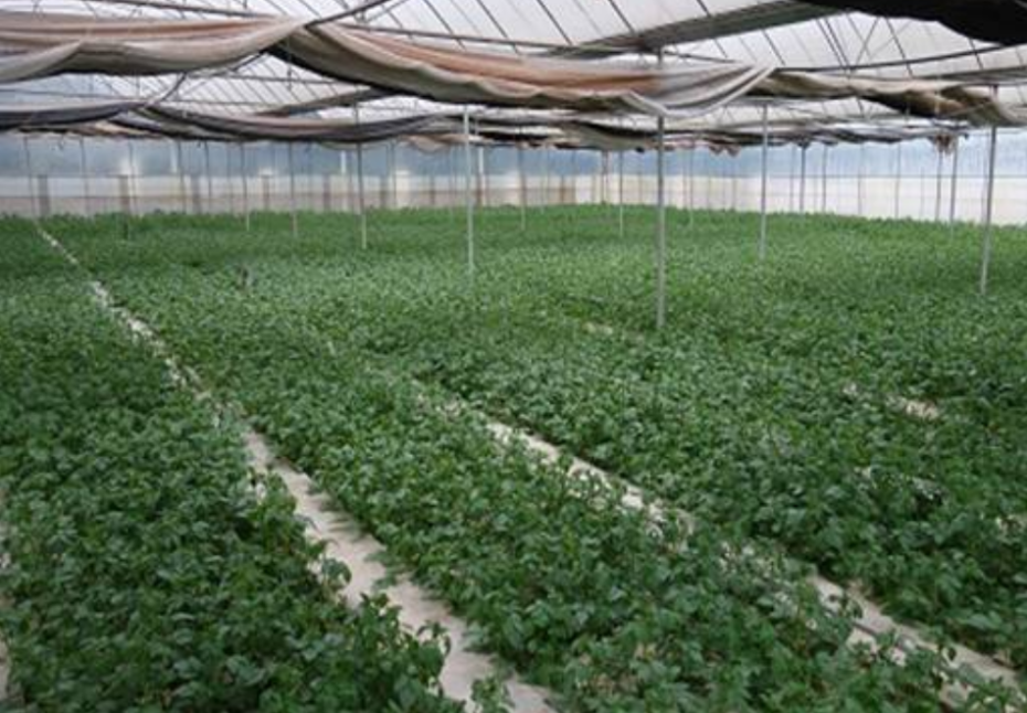 四川盆地旱地冬马铃薯节肥节药提质增效栽培技术