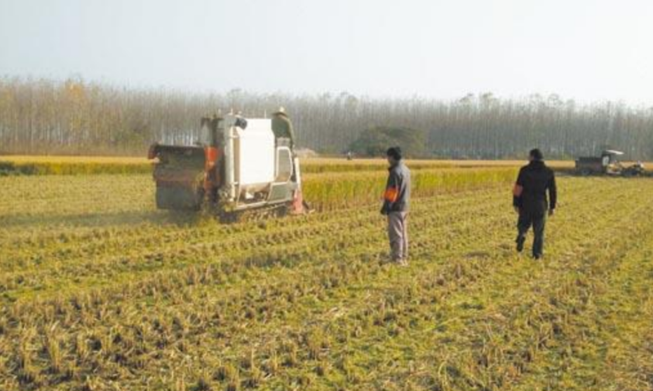 平原区农作物秸秆浅旋式生态还田水稻机插秧技术