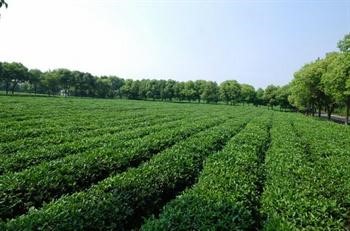 贵州茶园化肥农药减施增效达欧标生产技术模式