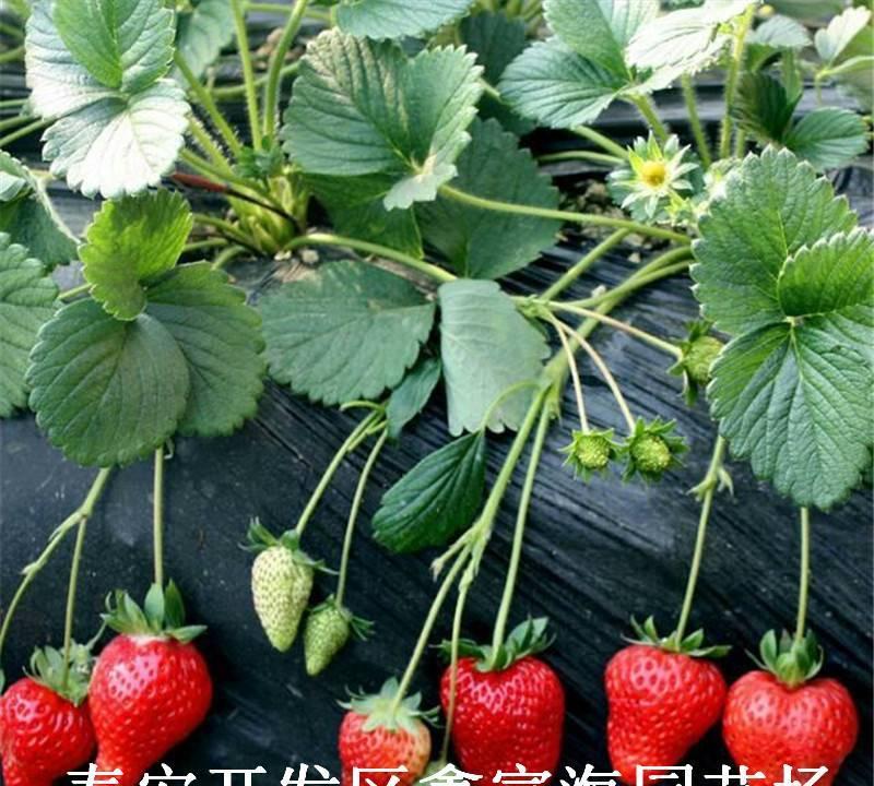 短日照草莓催花苗生产技术
