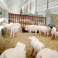 生猪健康养殖技术