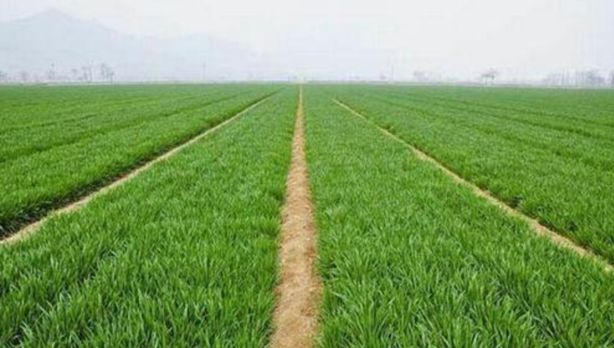 西南小麦绿色高产栽培技术
