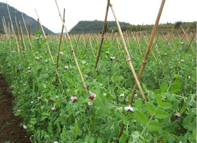 鲜食豌豆露地高架栽培丰产技术