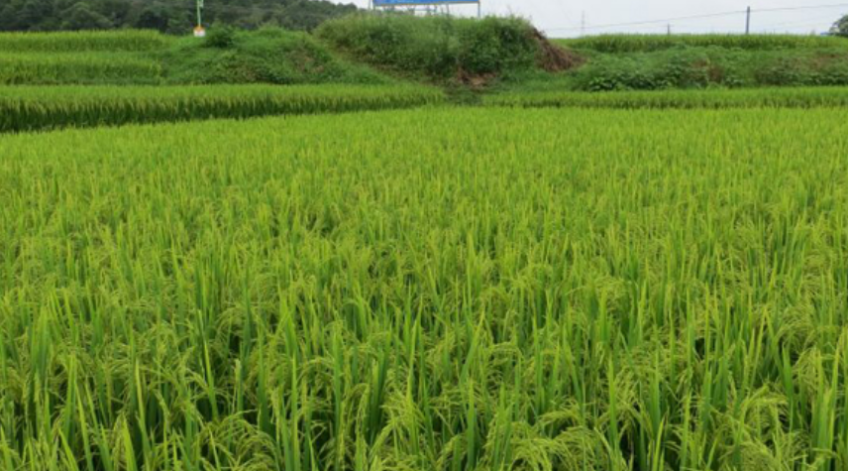 优质杂交稻保优提质绿色高效栽培技术
